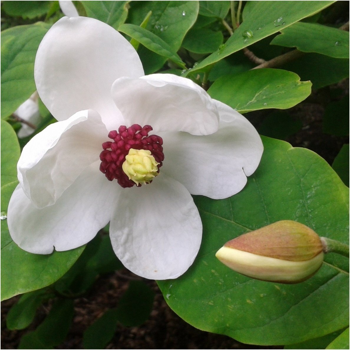 Siebold's magnolia C10 Siebold's magnolia C10