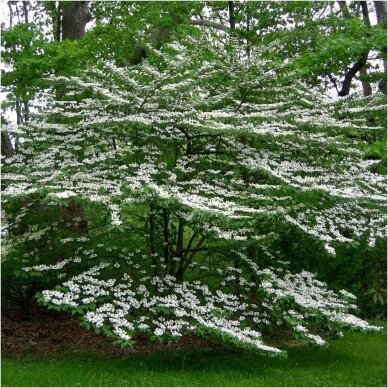Siebold's magnolia C10 1