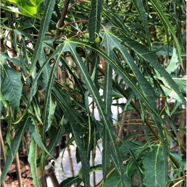 Acer platanoides 'Paldiski' C15, Pa