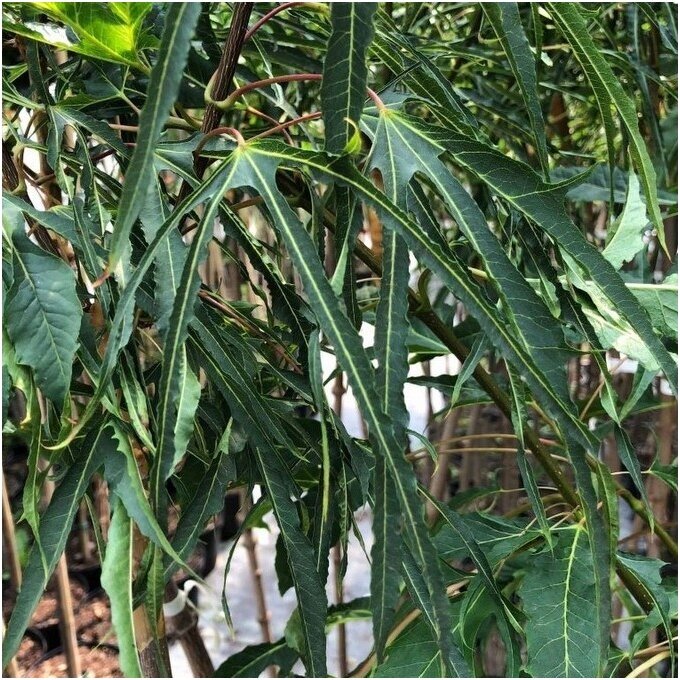 Norway maple 'Paldiski' C15, Pa Norway maple 'Paldiski' C15, Pa