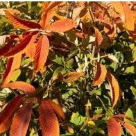 Kaštonas x woerlitzensis 'Ellwangeri' C10 Kaštonas x woerlitzensis 'Ellwangeri' C10