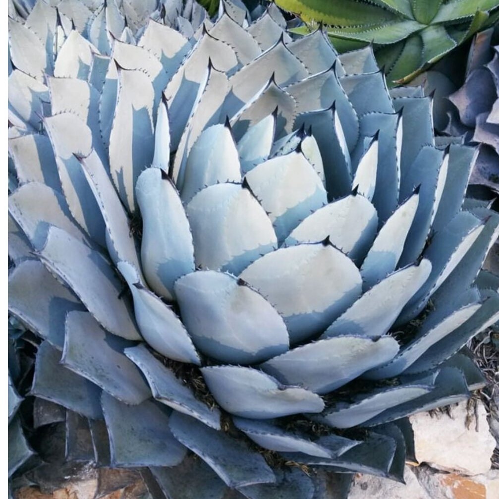 Agave parryi subsp. parryi C5 Agave parryi subsp. parryi C5