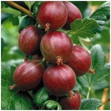Gooseberry 'Hinnonmaki Rot' C5, Pa