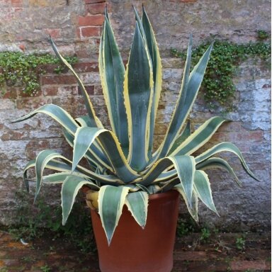 Agava amerikinė 'Variegata' C5