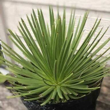 Agava stricta 'Nana' C1