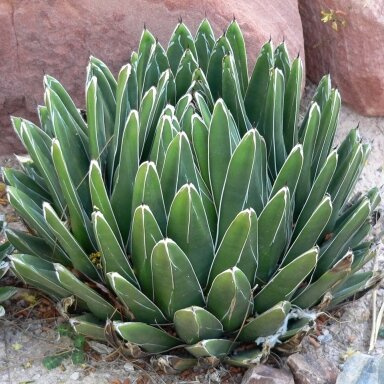 Agava victoriae-reginae subsp. victoriae-reginae, C1