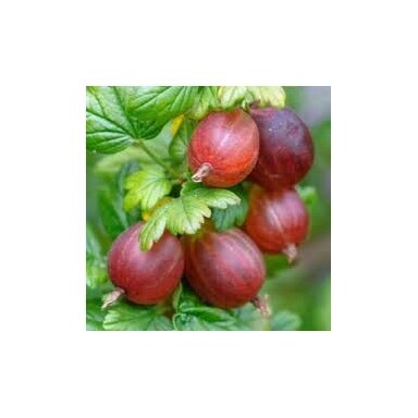 Agrastas BEZKOLCOWY 'Spine Free' C2