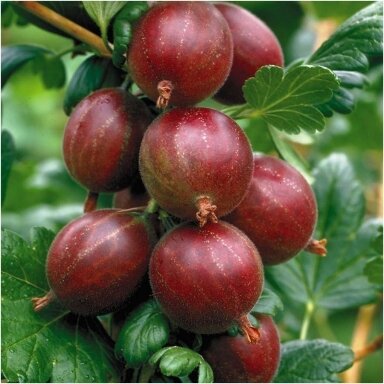 Agrastas 'Hinnonmaki Rot' C2-3