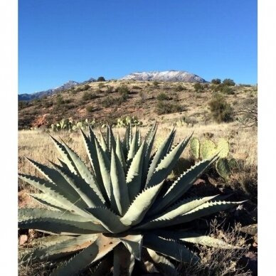 Agave chrysantha C1