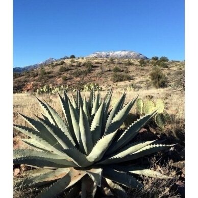 Agave chrysantha C10 Agave chrysantha C10