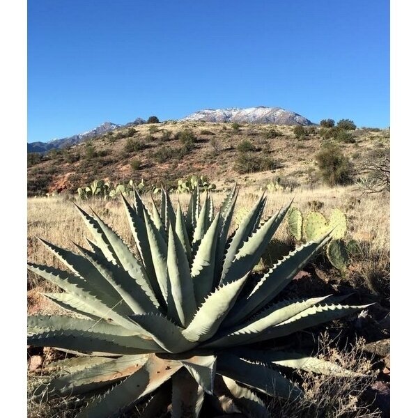 Agave chrysantha C1