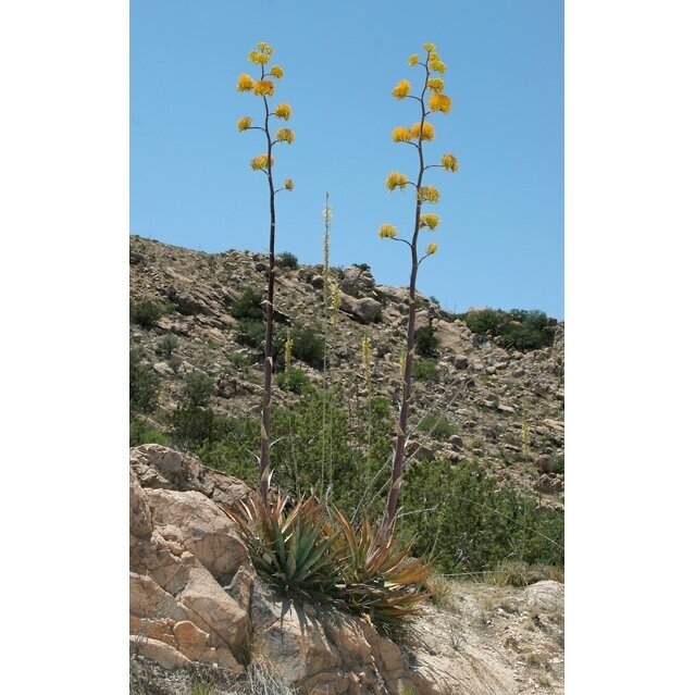 Agave chrysantha C1 1 Agave chrysantha C1 1