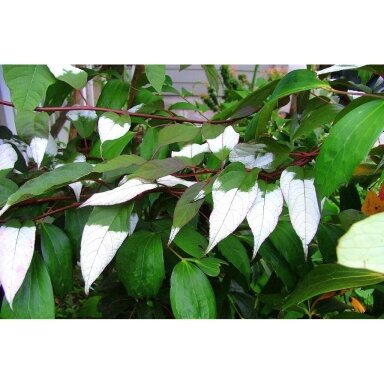 Pilosula Kiwi Vine C10 Pilosula Kiwi Vine C10
