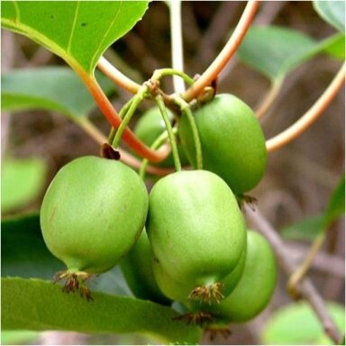 Hardy kiwi 'Issai' C5 Hardy kiwi 'Issai' C5