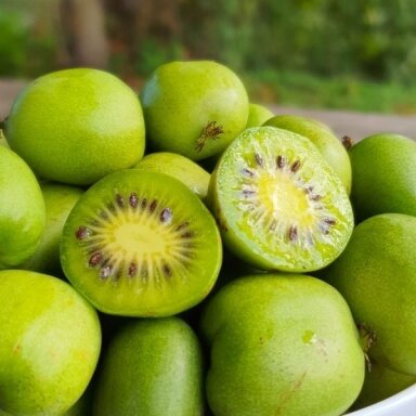 Hardy kiwi 'Kokuwa' C2