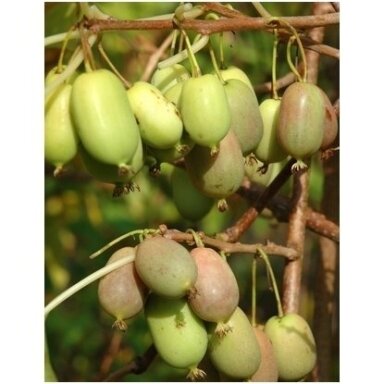 Hardy kiwi 'Lucy' C5 Hardy kiwi 'Lucy' C5