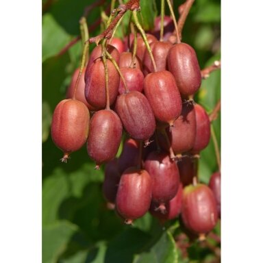 Hardy kiwi 'Scarlet September', C5