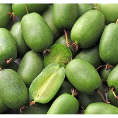 Hardy kiwi 'Vitikiwi', C5 Hardy kiwi 'Vitikiwi', C5