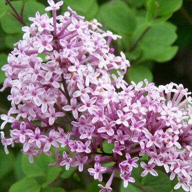 Alyva mejerio 'Palibin' C5