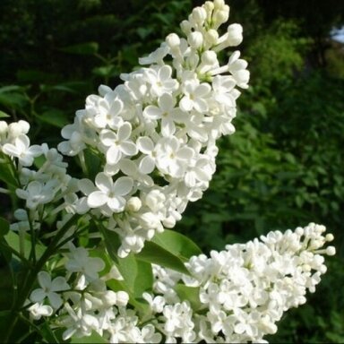 Alyva paprastoji 'Alba' C2