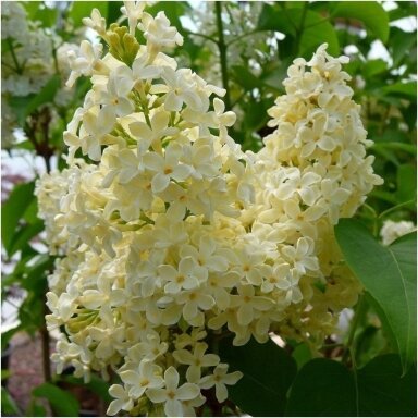 Alyva paprastoji 'Primrose' C2