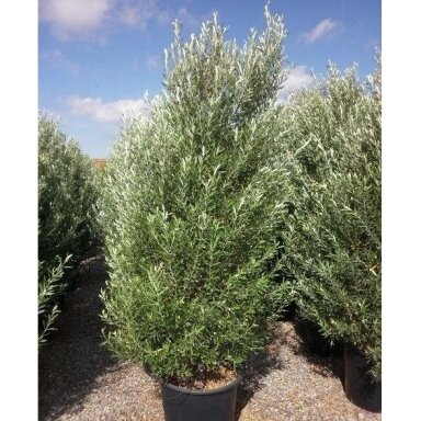 Alyvmedis europinis 'Cipressino' C5