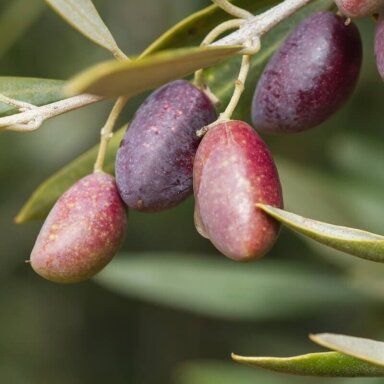 Alyvmedis europinis 'Picual' C5
