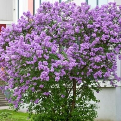 Lilac chinese 'SAUGEANA' C2 1 Lilac chinese 'SAUGEANA' C2 1