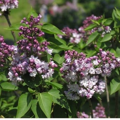 Lilac 'General Pershing', C10 1