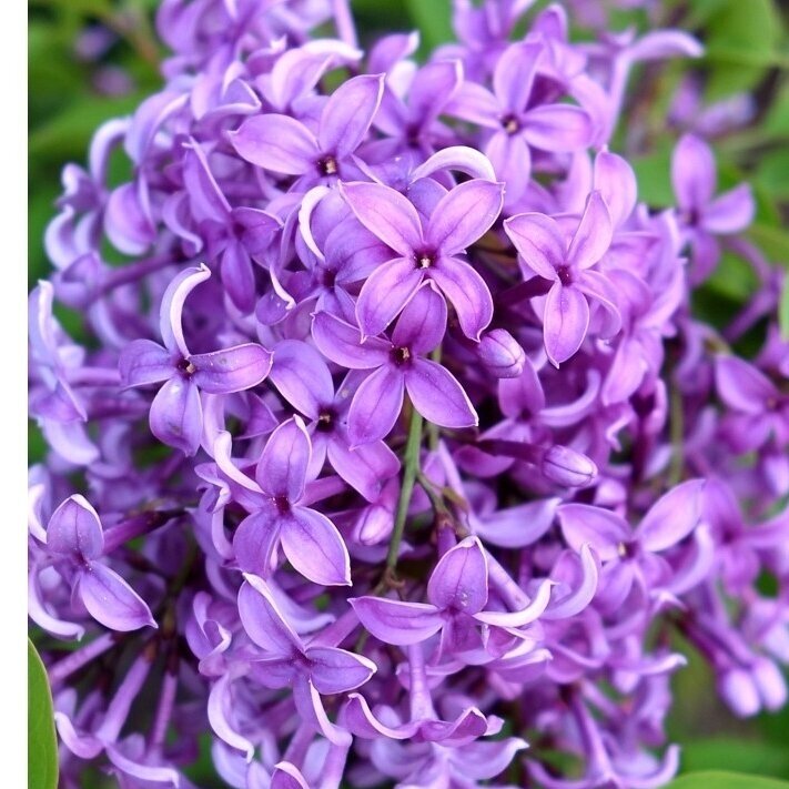 Lilac chinese 'SAUGEANA' C2 Lilac chinese 'SAUGEANA' C2