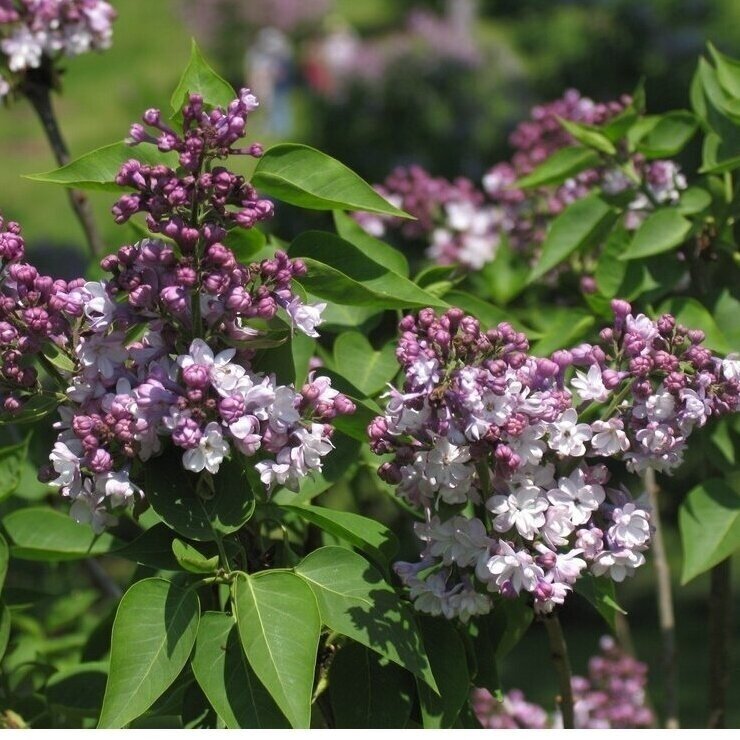 Lilac 'General Pershing', C10 1