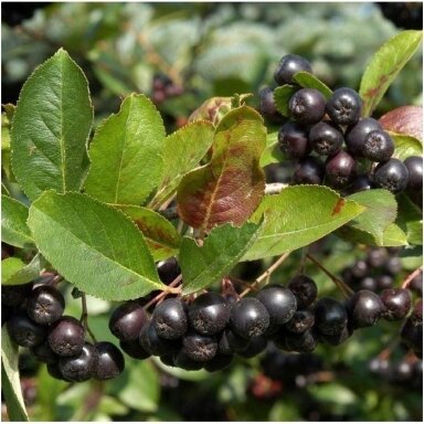 Aronija slyvalapė 'Nero' C2