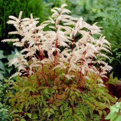 Arunkas paprastasis 'Horatio' C2 Arunkas paprastasis 'Horatio' C2
