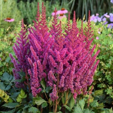 Chinese Astilbe 'Vision in Red', C2