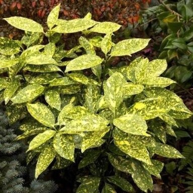 Aukuba japoninė 'CROTONIFOLIA' C10