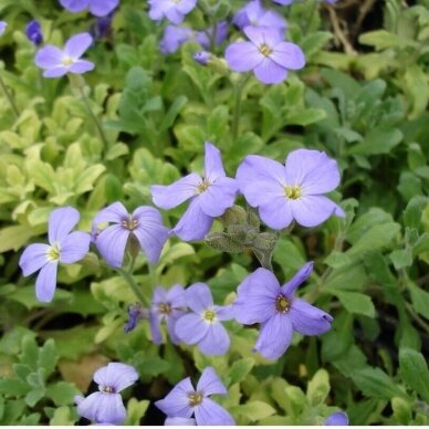 Aubretė 'Axcent Light Blue', C2 Aubretė 'Axcent Light Blue', C2