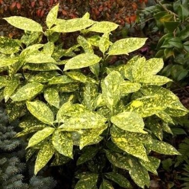 Aukuba japoninė 'CROTONIFOLIA' C10