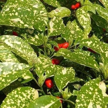 Aukuba japoninė 'CROTONIFOLIA' C10 1