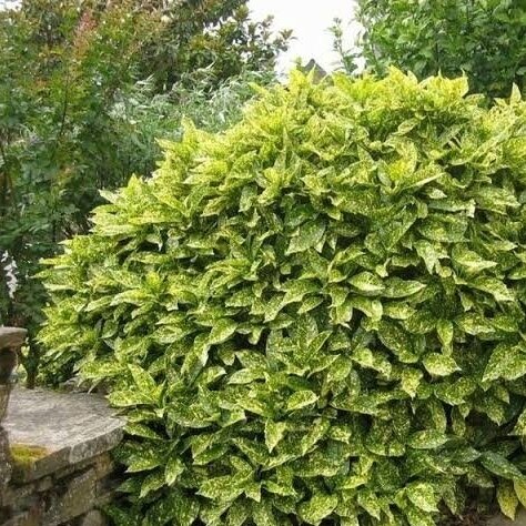 Aukuba japoninė 'CROTONIFOLIA' C10 2