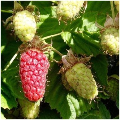Raspberry-blackberry hybrid 'Loganberry' C2