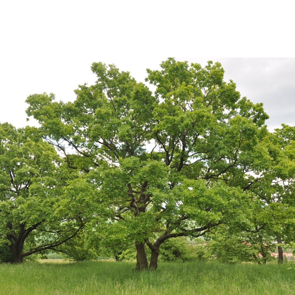 Ąžuolas plaukuotasis C10 2