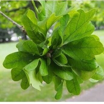 English oak 'Cristata' C10 1