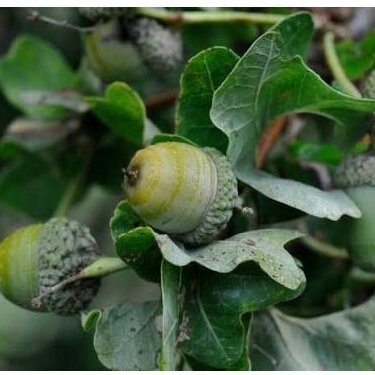 English oak 'Cristata' C10