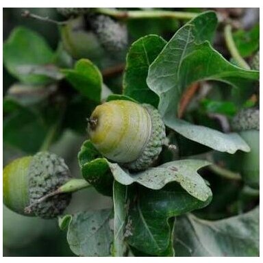Ąžuolas paprastasis 'Cristata' C10