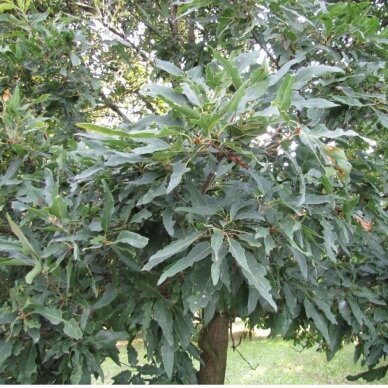 Bur oak 'Mespilifolia', C10 2