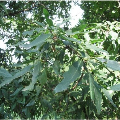 Bur oak 'Mespilifolia', C10