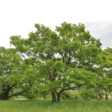 Ąžuolas plaukuotasis C10 2