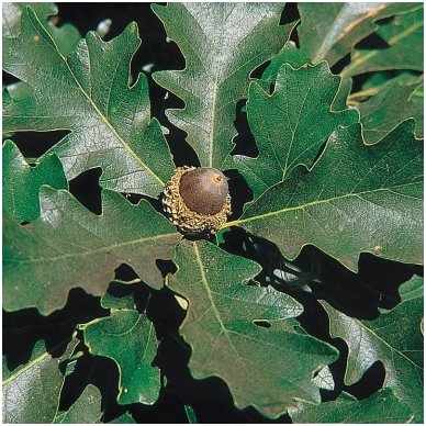 Bur oak C10