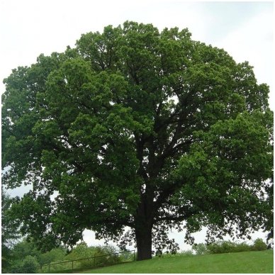 Bur oak C10 3