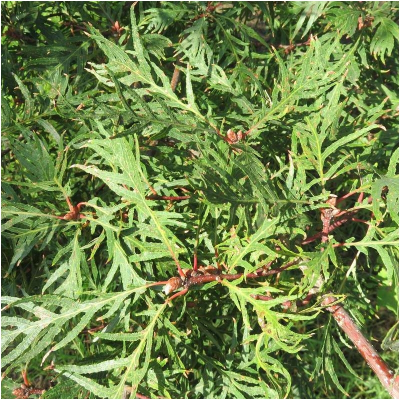 English oak 'Pectinata' C7,5 Pa